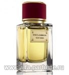 Dolce & Gabbana Velvet Wood