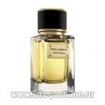 Dolce & Gabbana Velvet Patchouli