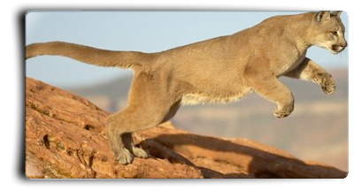 духи и парфюмы Мужская туалетная вода Puma